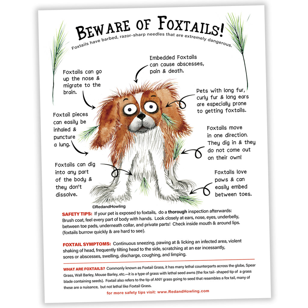 FREE Poster Download: Beware of Foxtails! - Red and Howling